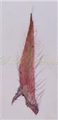  Stipule